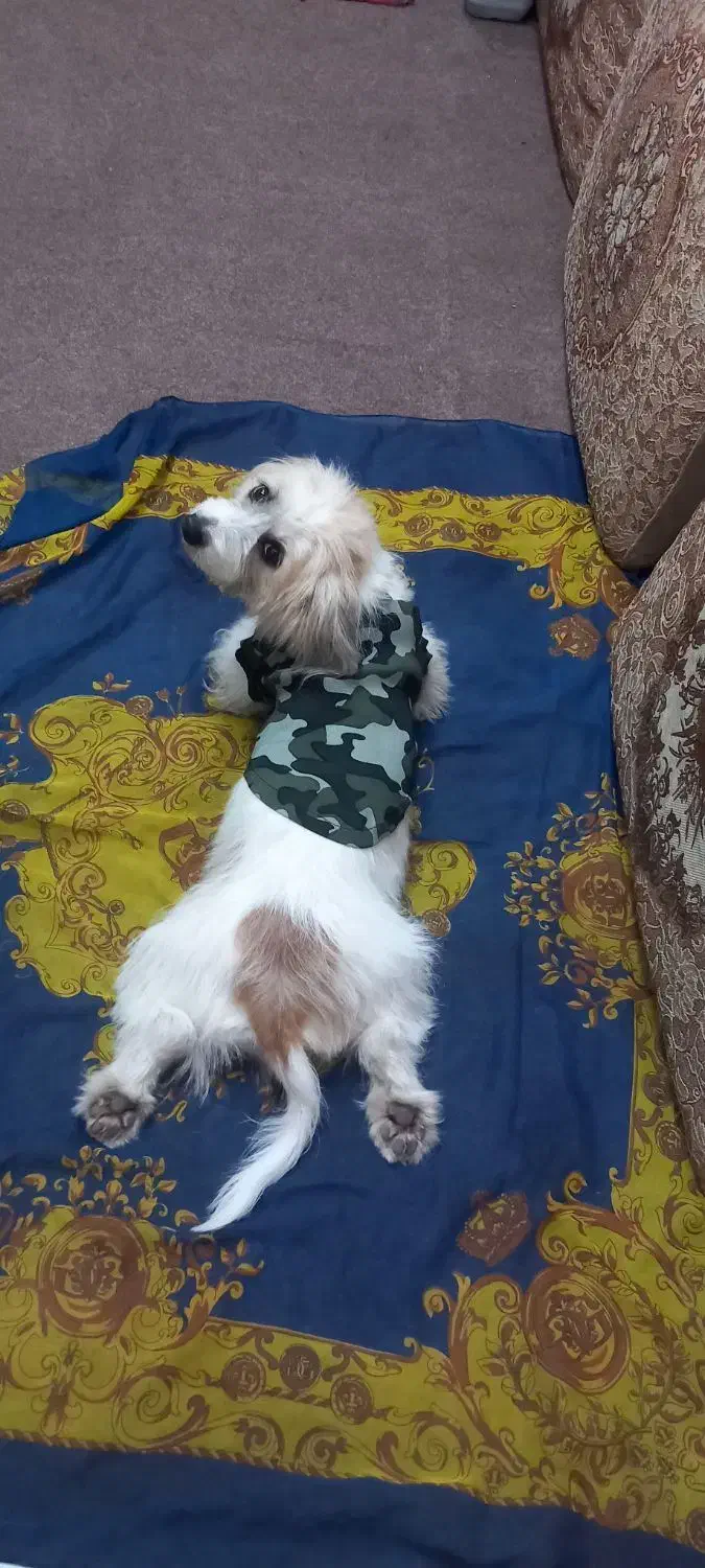 واگذاری شیترو تیریر|سگ|رشت, سیا اسطلخ|دیوار