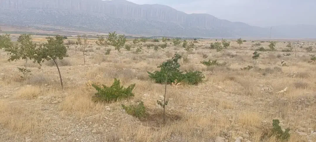 زمین باغی روستای دشت ارژن|فروش زمین و ملک کلنگی|شیراز, گلدشت معالی‌آباد|دیوار
