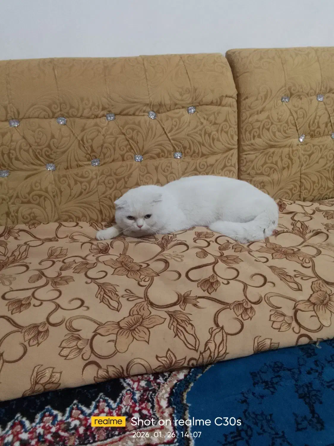 گربه|گربه|زهک, |دیوار