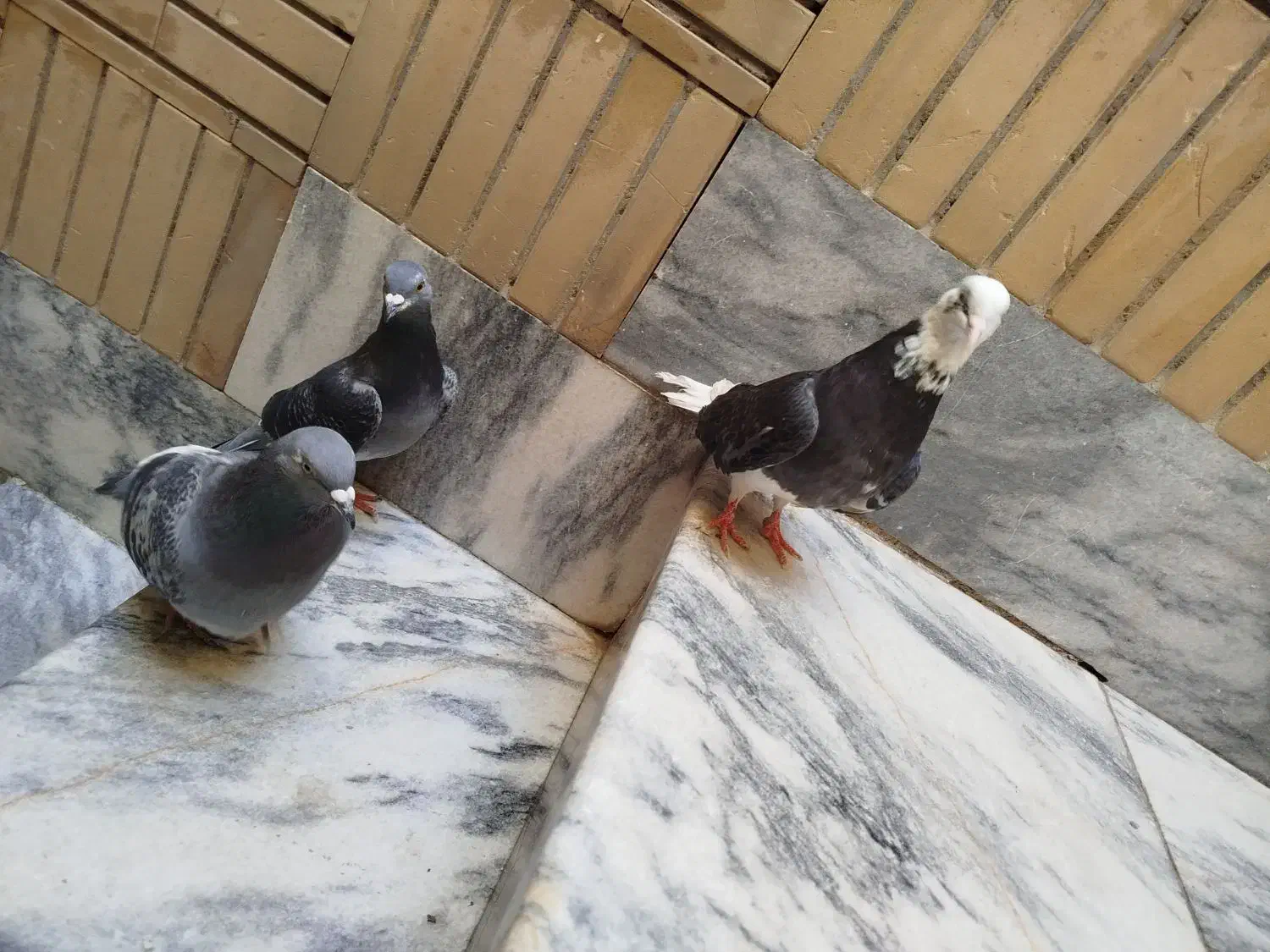 کبوتر مسافتی|پرنده|مشهد, قائم|دیوار