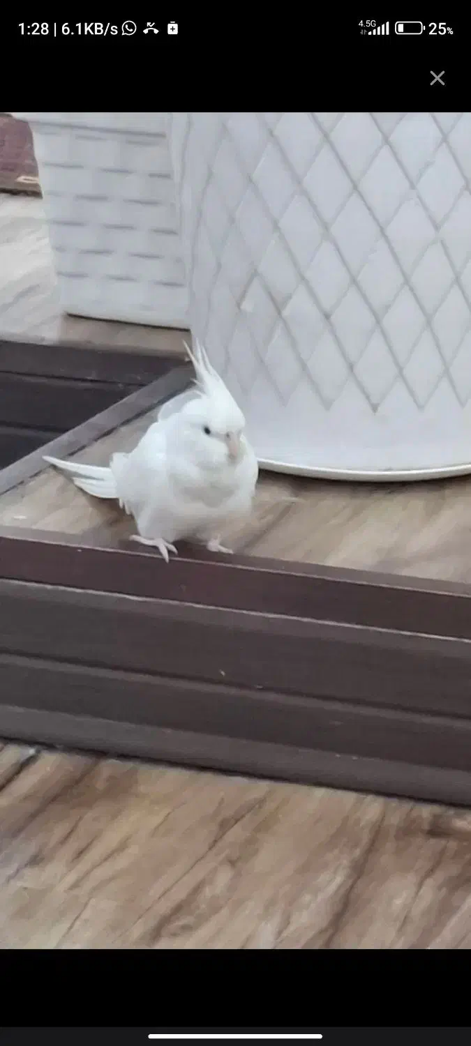 عروس هلندی و مرغ عشق|پرنده|آبادان, |دیوار