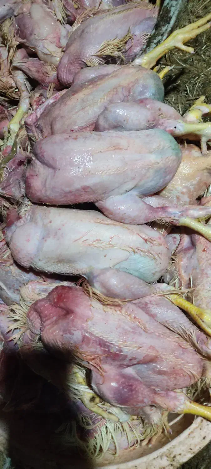 غذای سگ|لوازم جانبی حیوانات|پیر بکران, |دیوار