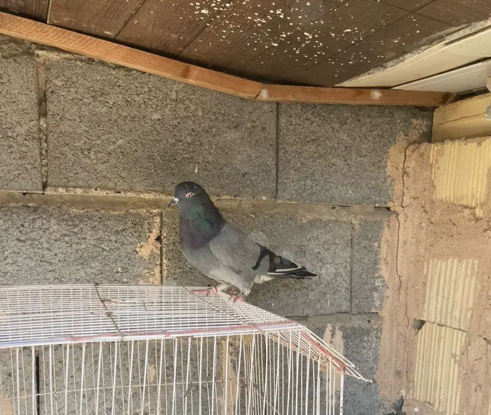 کبوتریرانی|پرنده|میناب, |دیوار