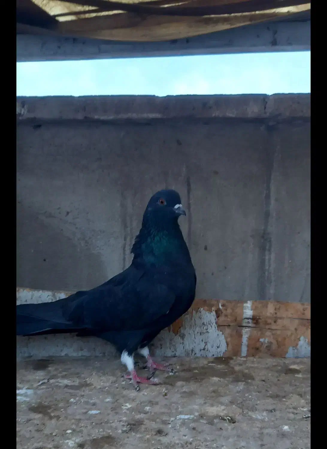 کفتر دوتا زاغ زغالی|پرنده|ری, سرتخت|دیوار