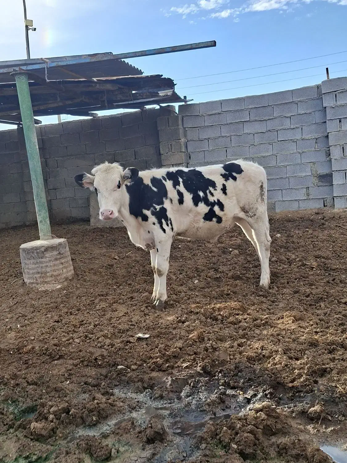 گوساله نر سیمینتال|حیوانات مزرعه|شیراز, کوشک میدان|دیوار