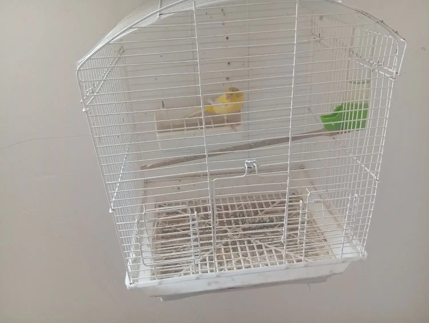 قناری نر بخون|پرنده|قدس, شهر‌قدس|دیوار