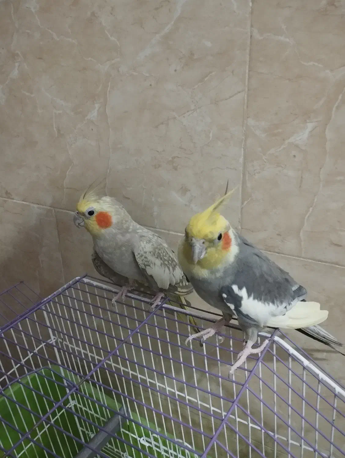 عروس هلندی،طوطی|پرنده|آبپخش, |دیوار