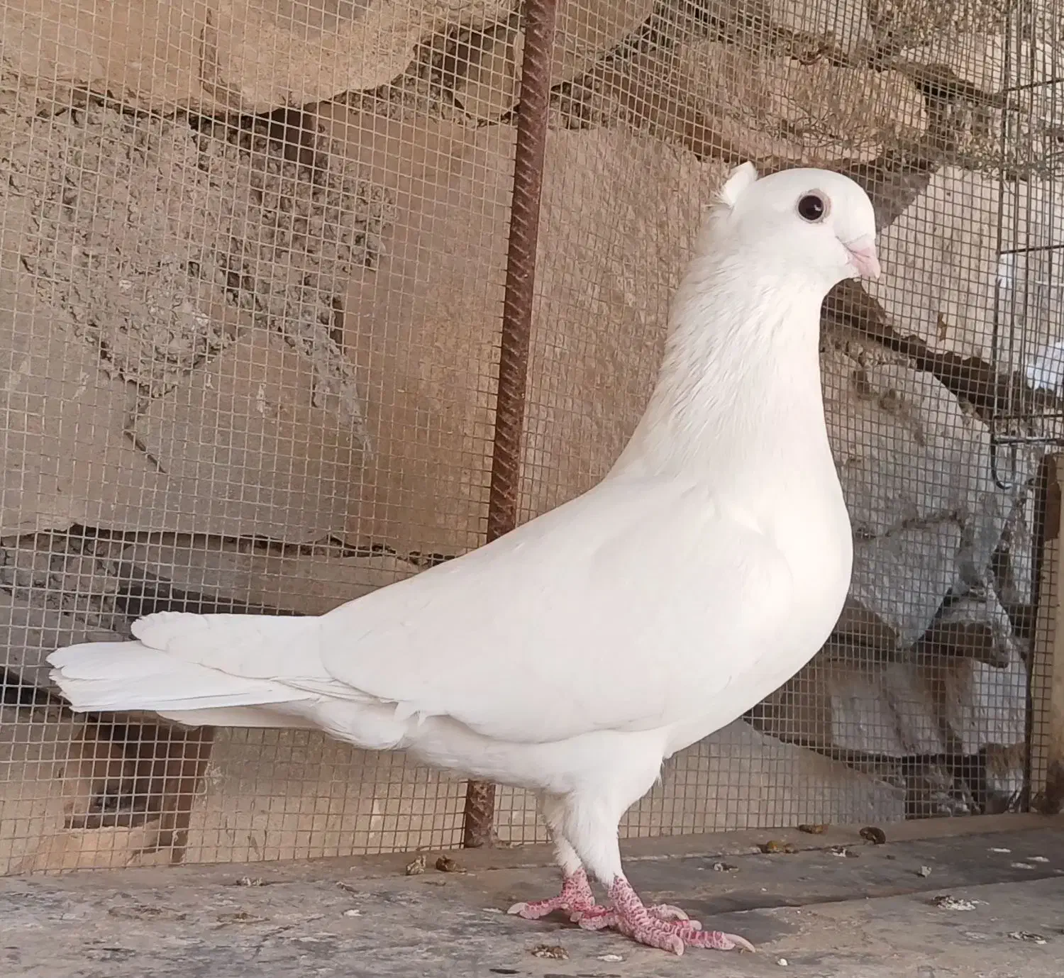 دو عدد کبوتر|پرنده|مسجد سلیمان, |دیوار