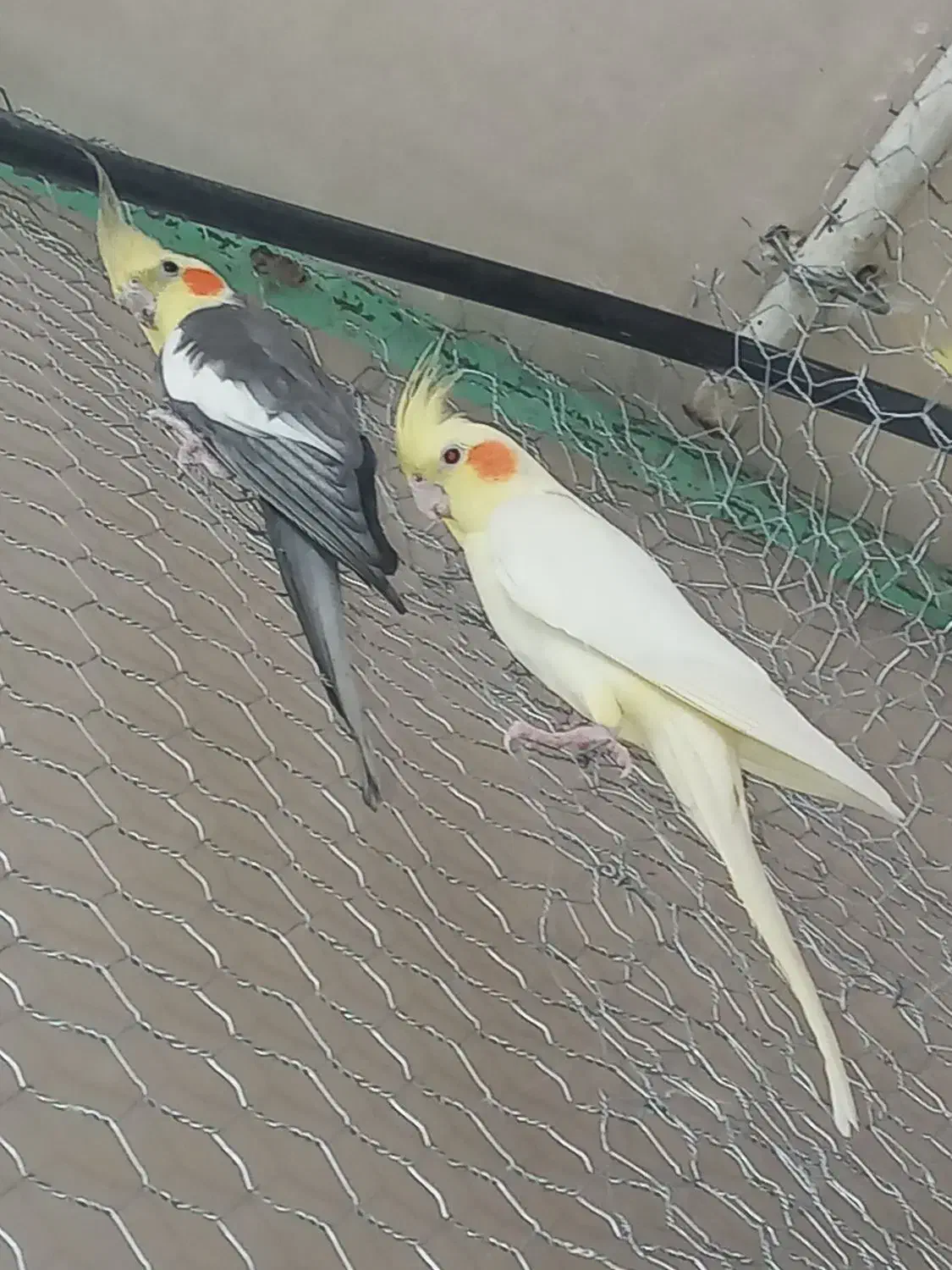 عروس هلندی مولد|پرنده|شاهین‌شهر, گزبرخوار|دیوار