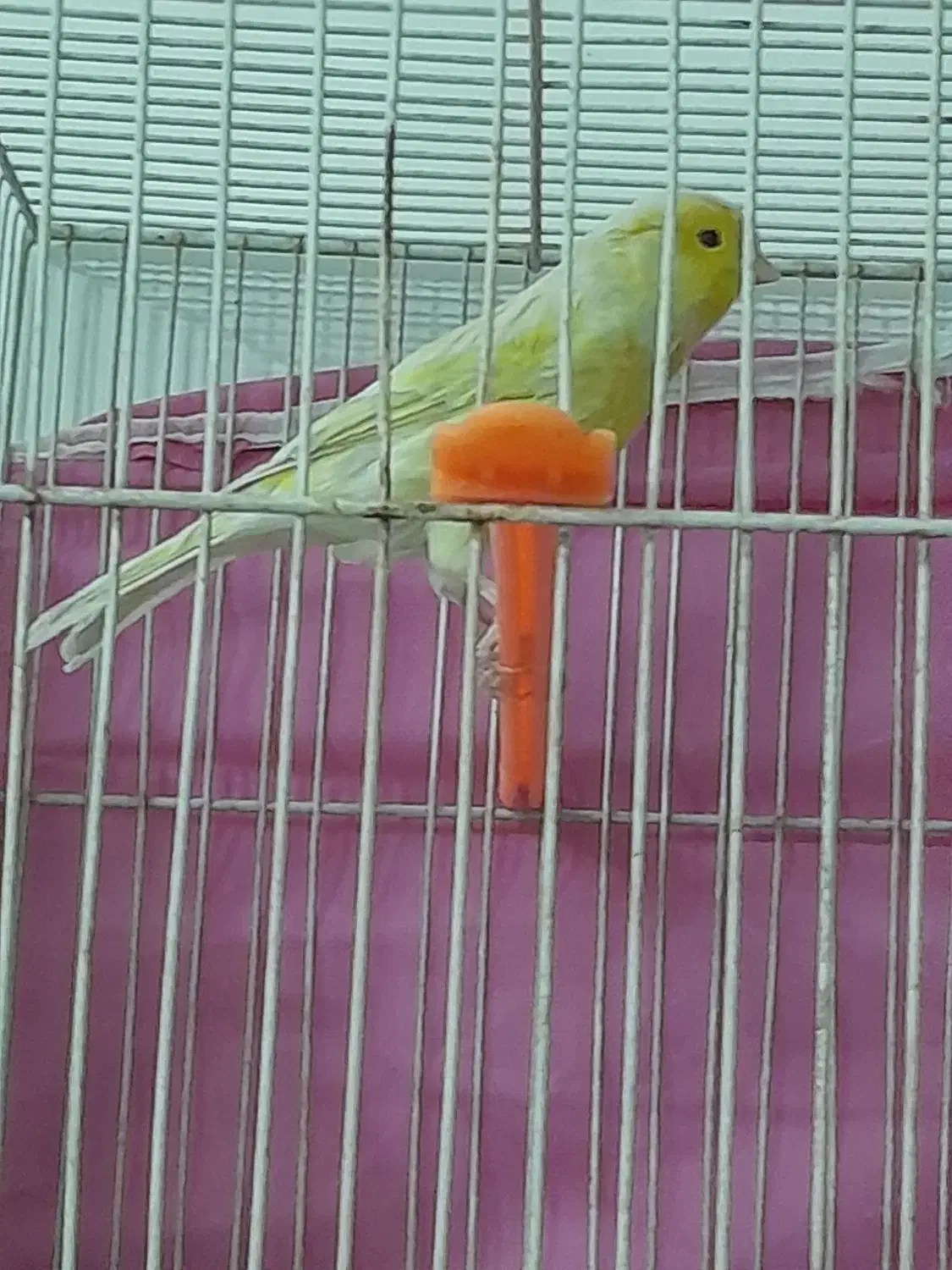 سه تا قناری مست شلاغی شبانه روزی|پرنده|مشهد, شهرک امام سجاد|دیوار