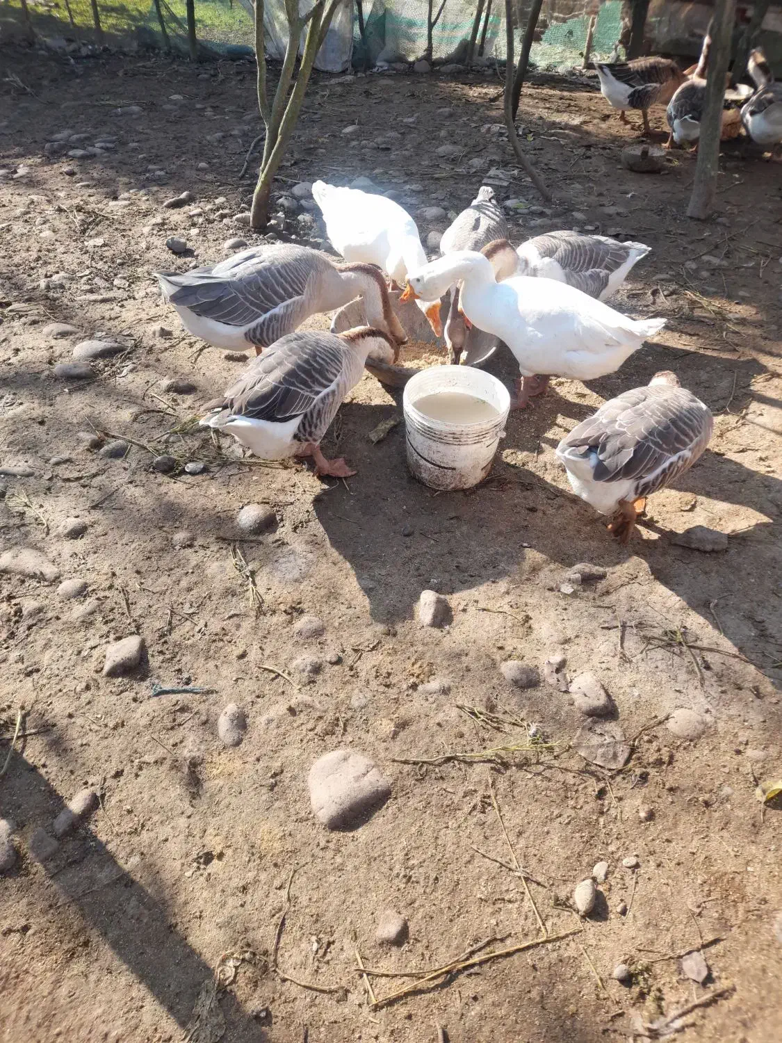 قو غاز|حیوانات مزرعه|سنگر, |دیوار