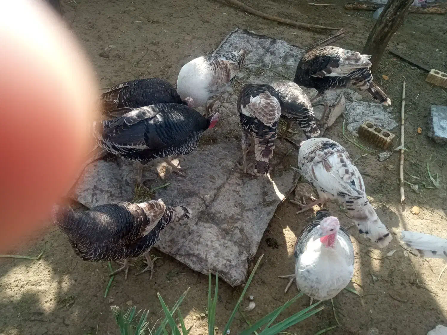 12عدد بوقلمون|پرنده|چرام, |دیوار