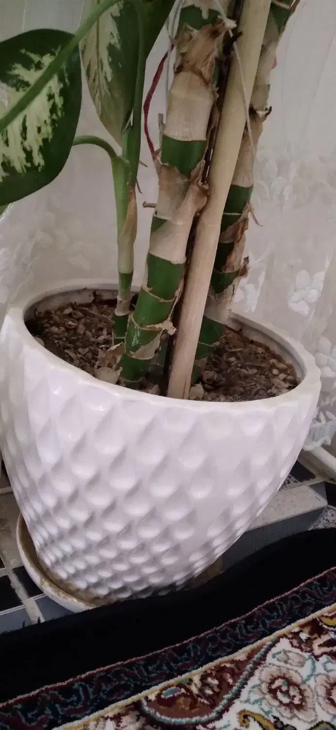 گل دیفن باخیا|گل و گیاه طبیعی|ایوان, |دیوار