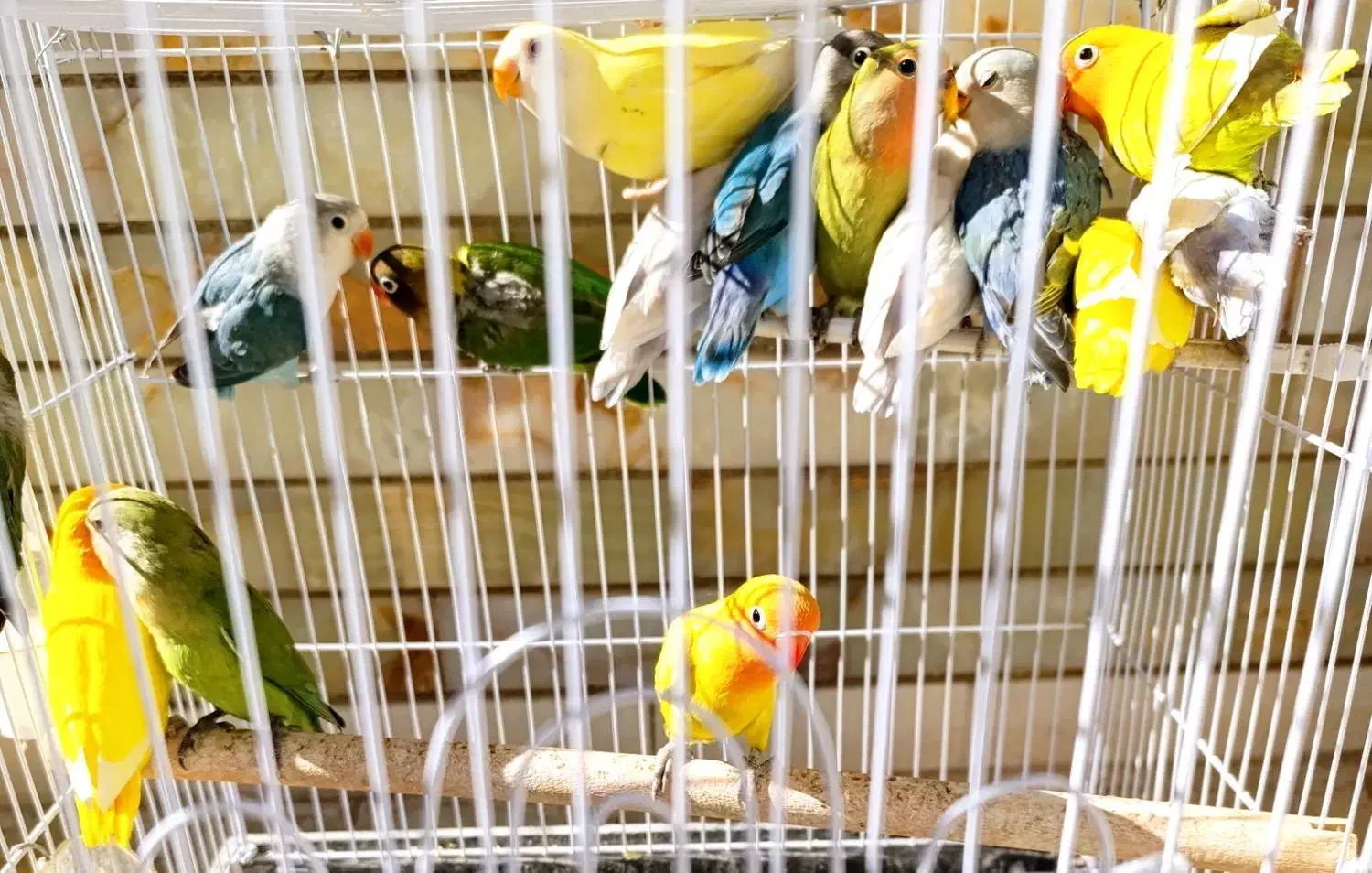 طوطی کوتوله برزیلی جوجه نرمه خور و سرلاکی و مولد|پرنده|نجف‌آباد, شریعتی|دیوار