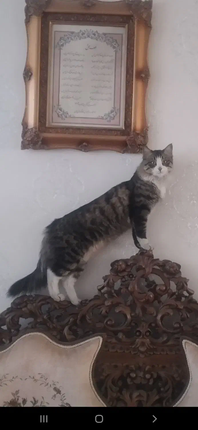 گربه خانگی|حیوانات|تبریز, |دیوار