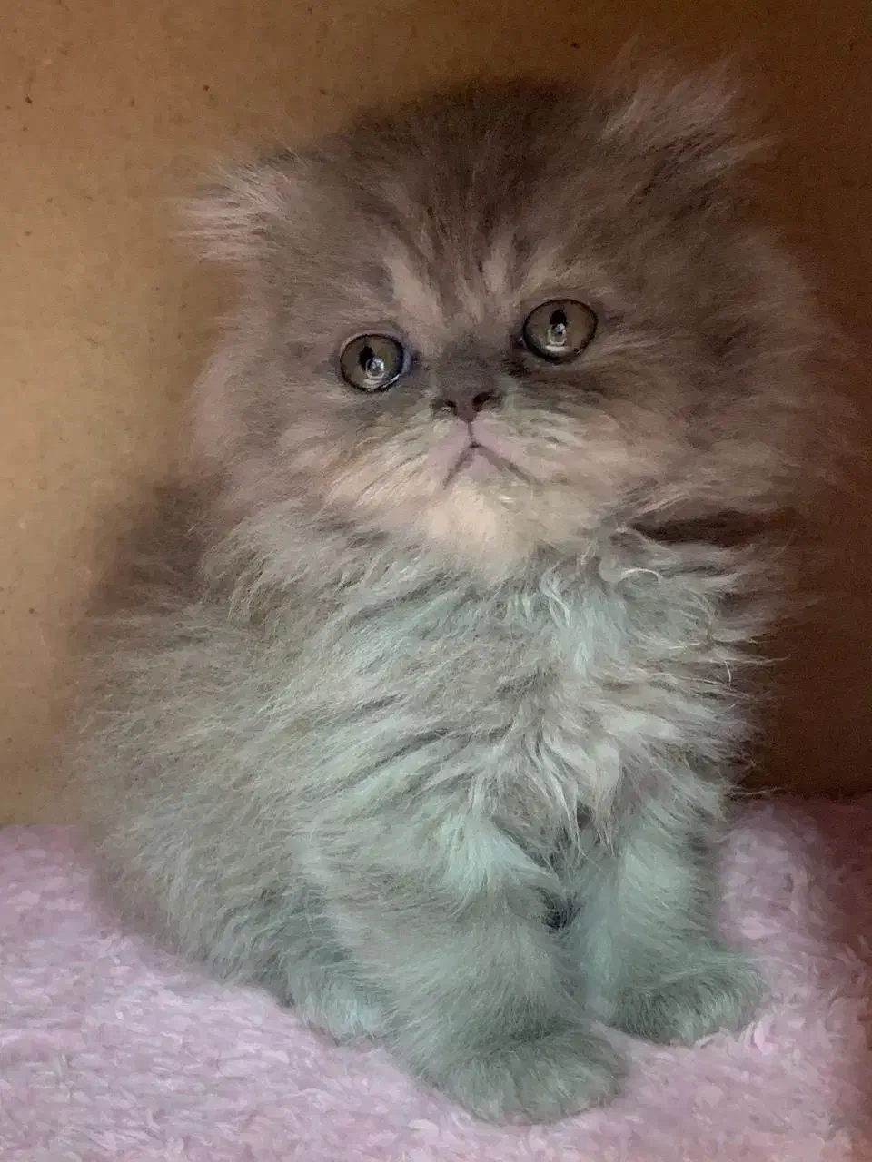 بریتیش بلو کیفیت بالا|گربه|رشت, لاکانی|دیوار