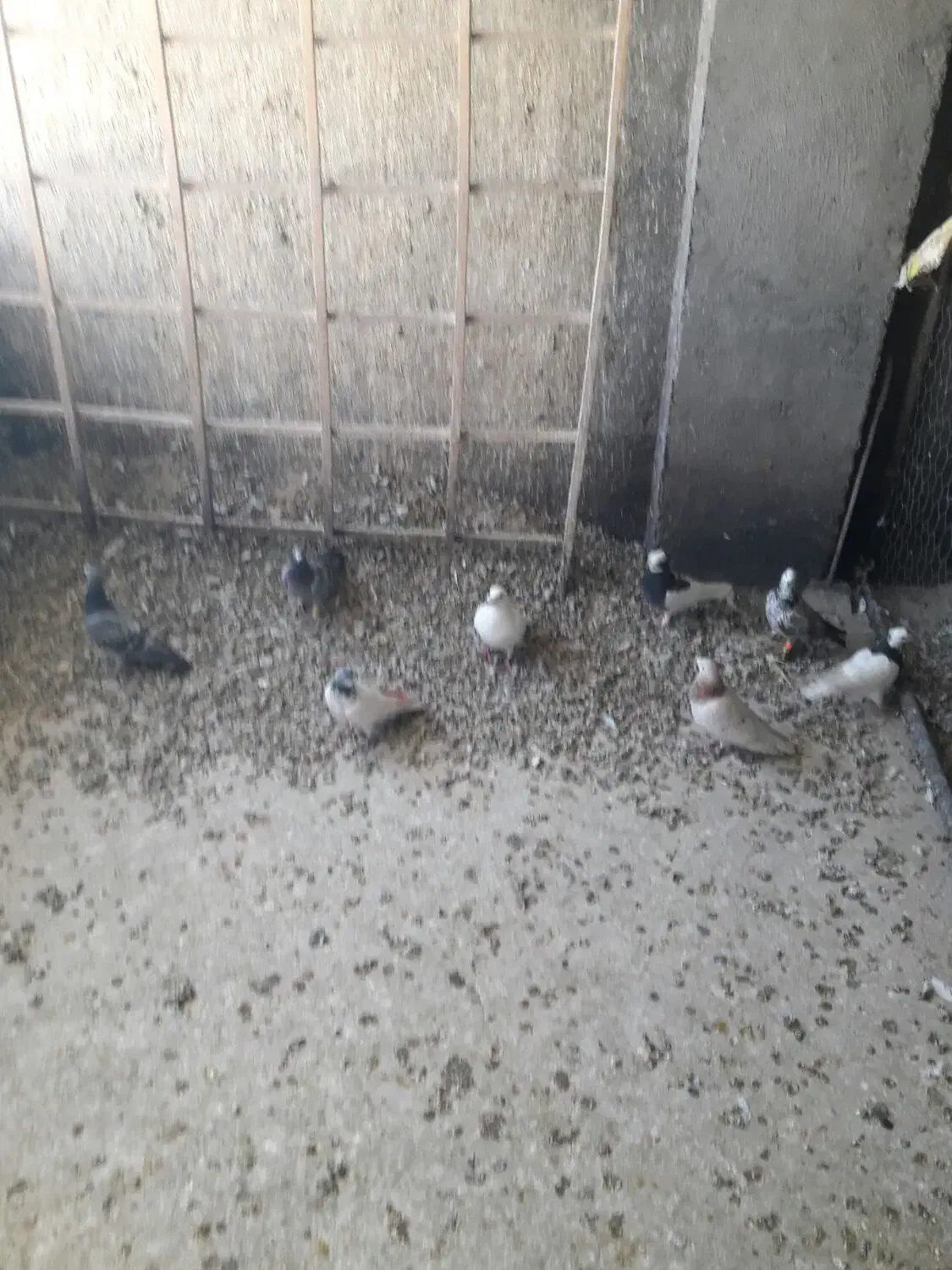 کبوترپرشی|پرنده|ضیاء آباد, |دیوار