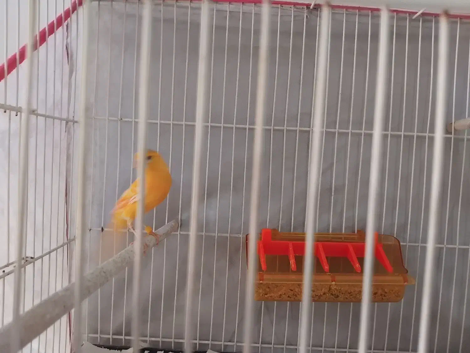 قناری|پرنده|چناران, |دیوار