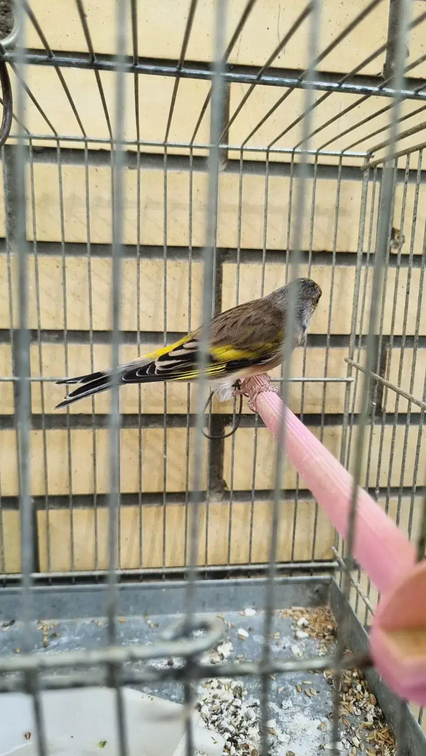 سهره قناری با قفس و تجهیزات|پرنده|اصفهان, دهنو|دیوار