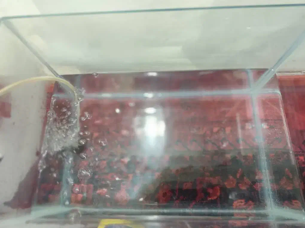 اکواریوم|ماهی|شیراز, دلجو|دیوار