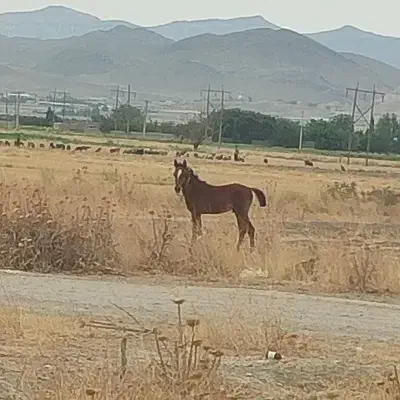 کره اسب|اسب و تجهیزات اسبسواری|شیراز, گویم|دیوار
