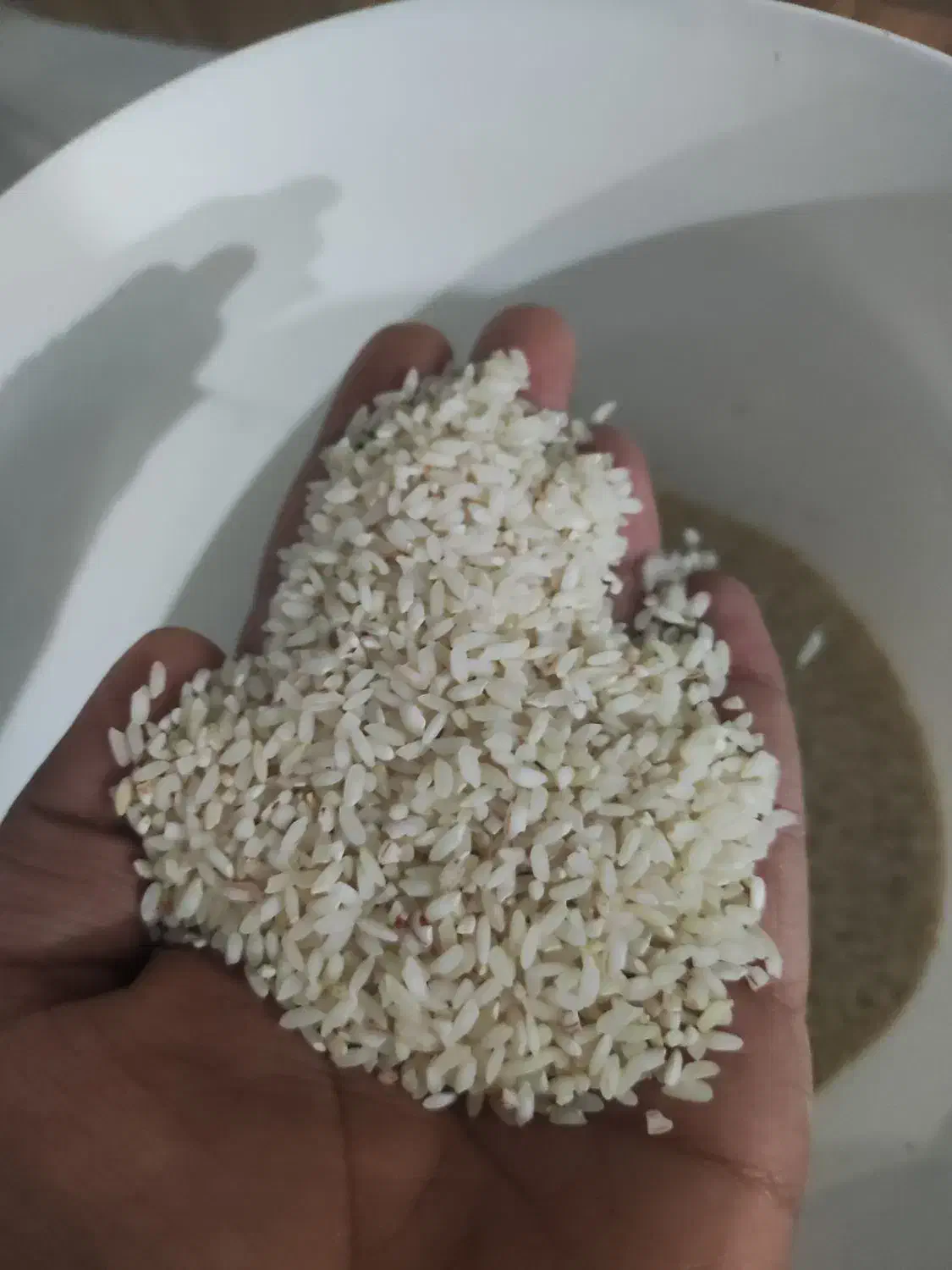 فروش برنج باغملک|خوردنی و آشامیدنی|باغ ملک, |دیوار