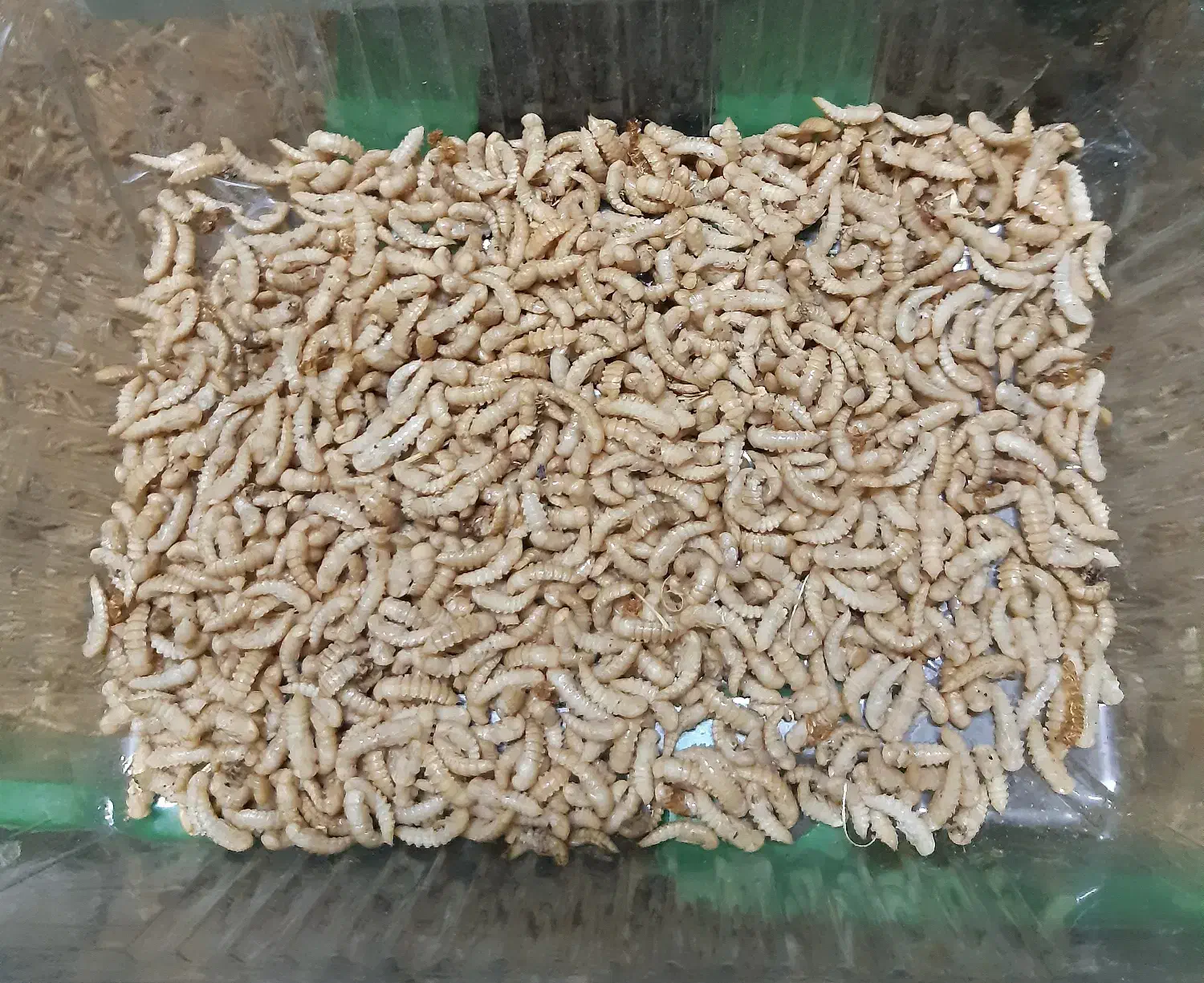 میلورم سوپر ورم زنده خشک|خزنده|اهواز, نادری|دیوار