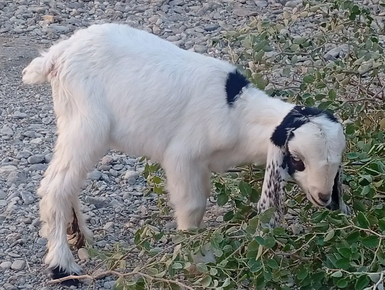 بزغاله ماده|حیوانات مزرعه|ایرانشهر, |دیوار