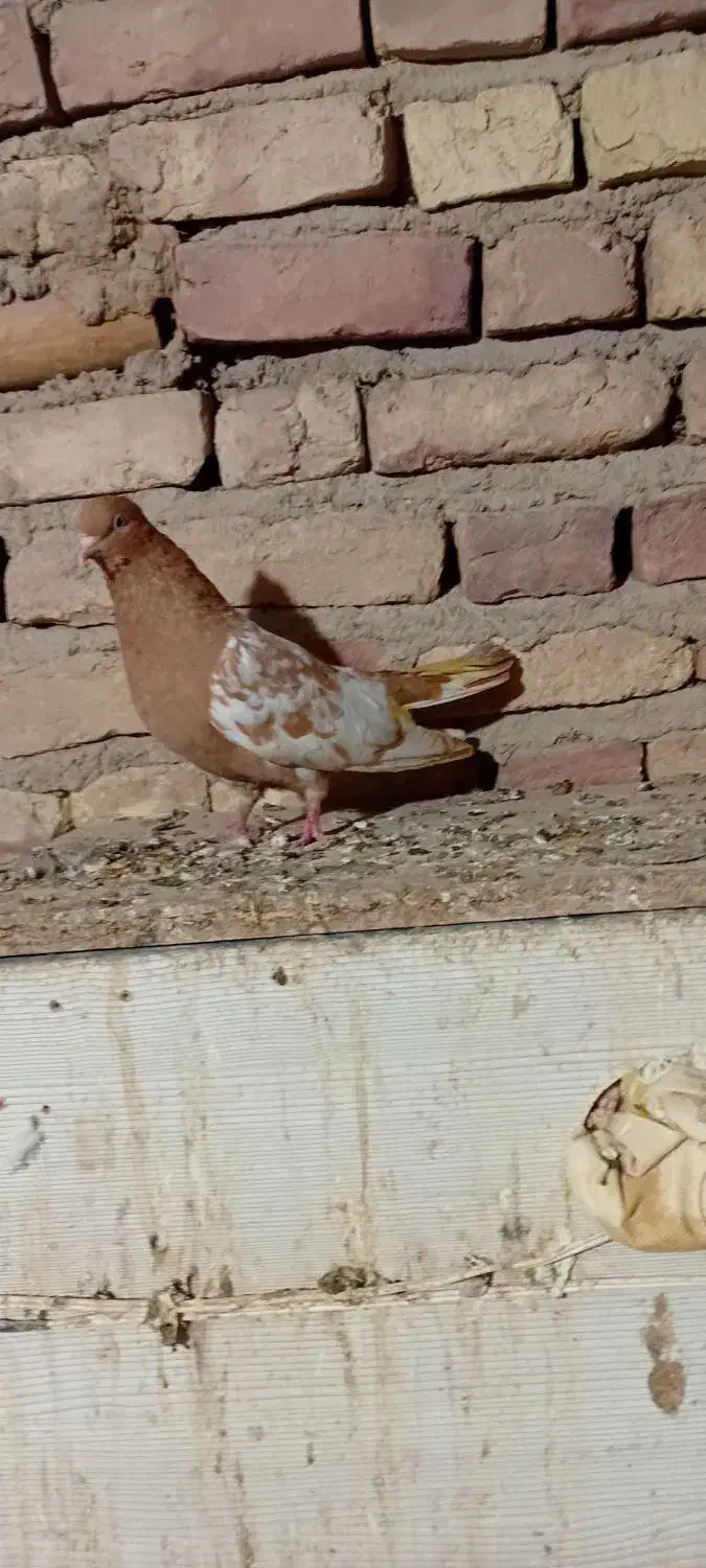 ماده نیم تنه زرد|پرنده|آشخانه, |دیوار