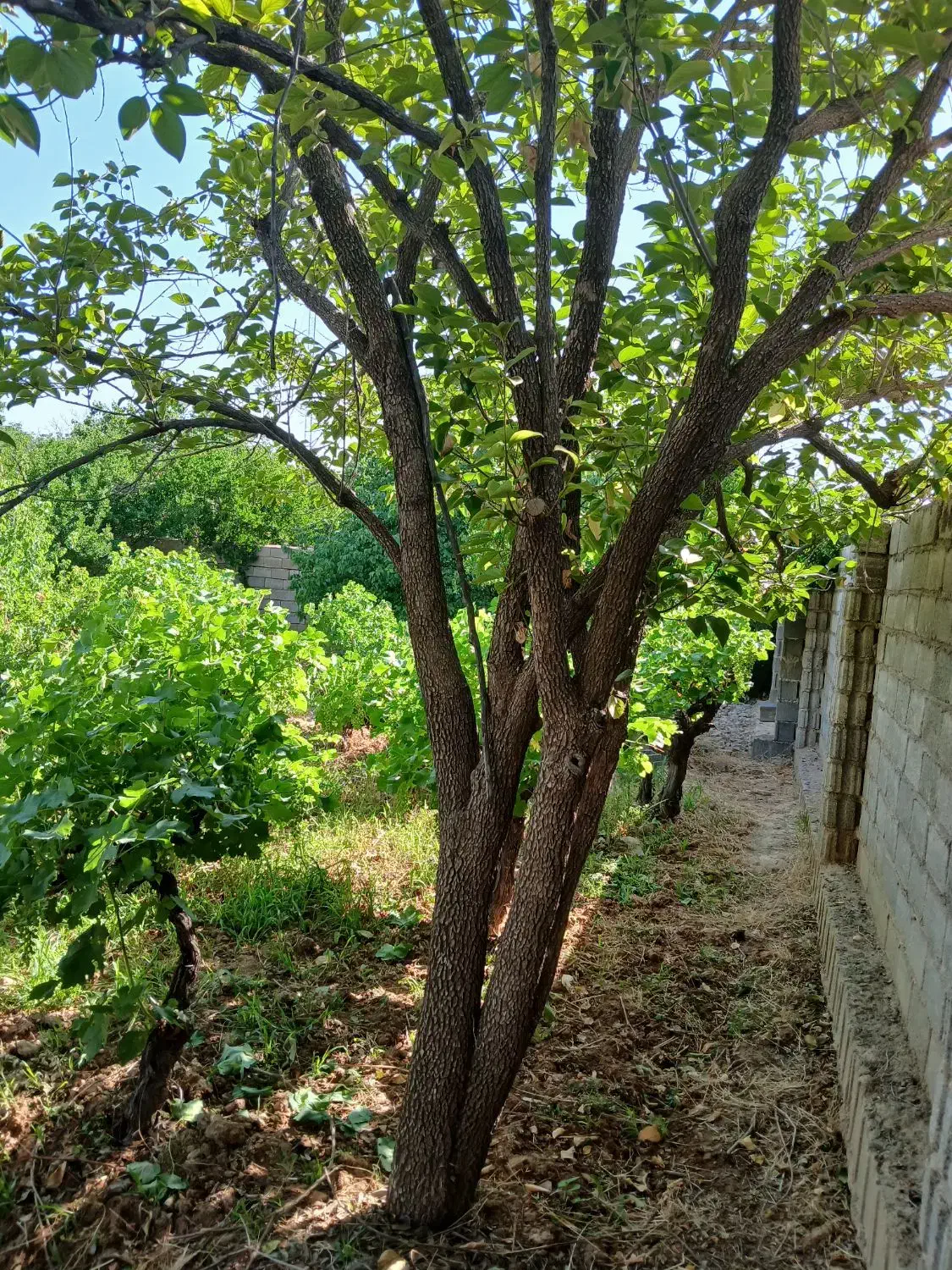 باغ ۲۴۰۰ متری ششدانگ ملکی فرهنگ شهر|فروش زمین و ملک کلنگی|شیراز, فرهنگ شهر|دیوار