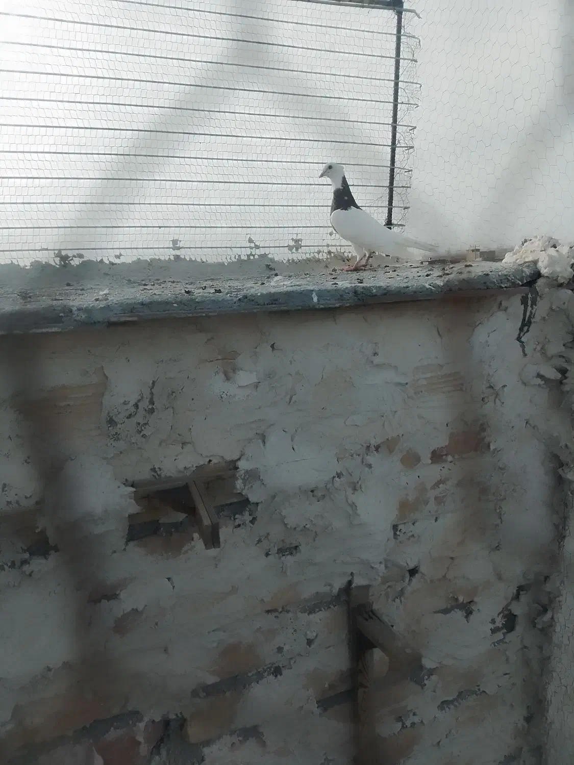 طوقی|پرنده|تربت جام, شاهد|دیوار