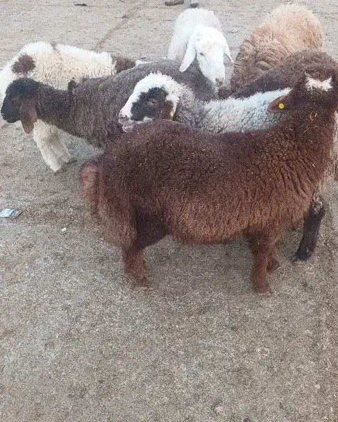 فروش بره نر|حیوانات مزرعه|بجنورد, |دیوار