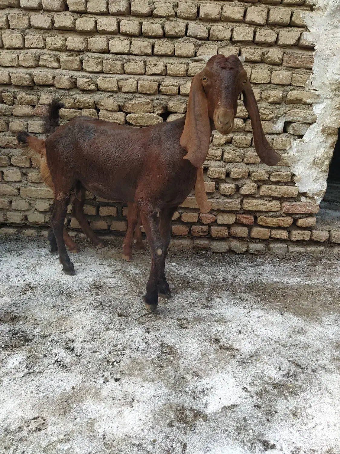 بز جوان|حیوانات مزرعه|انبارآلوم, |دیوار