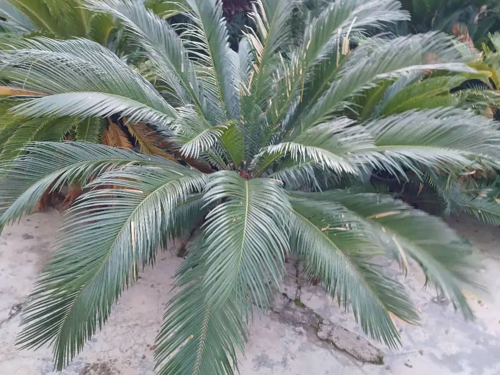 فروش فوری تعدادی سیکاس|گل و گیاه طبیعی|عباسآباد, |دیوار