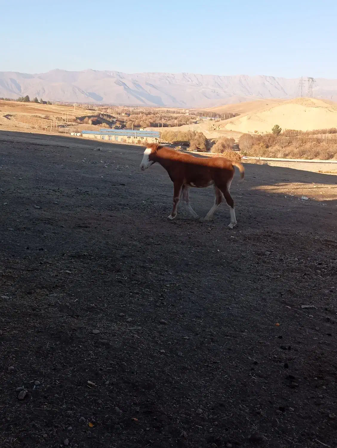 کره مادیان 7ماهه|اسب و تجهیزات اسبسواری|الشتر, |دیوار