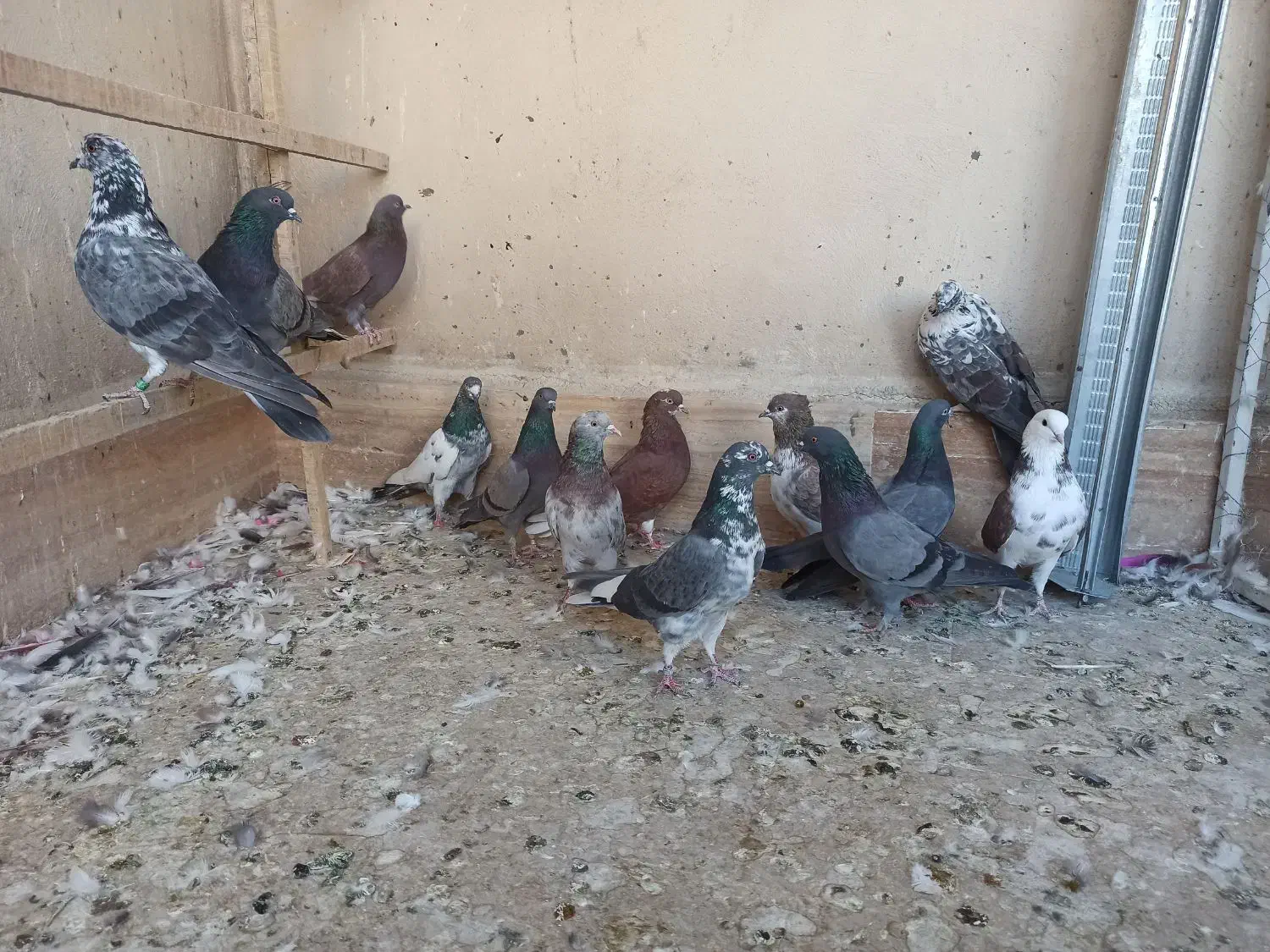کفتر پرشی سبز و سرخ|پرنده|قم, نیروگاه|دیوار