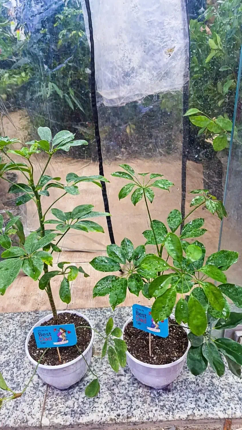 شفلر ۷۵|گل و گیاه طبیعی|بیرجند, |دیوار