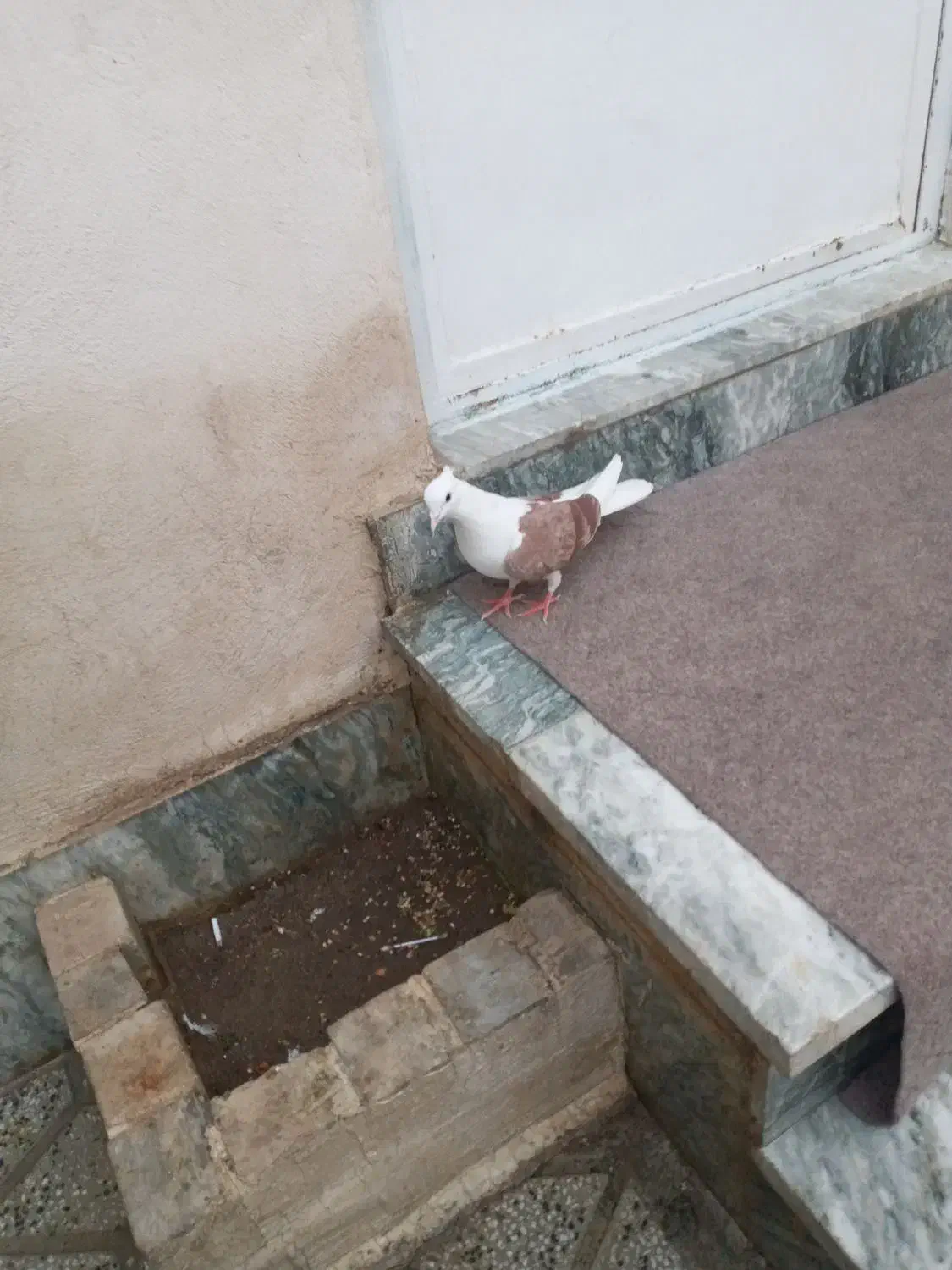 کشتری|پرنده|بروجرد, |دیوار