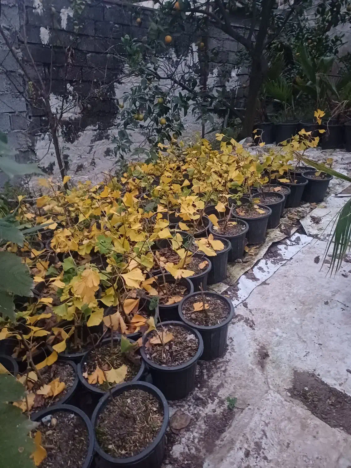 ژینگو سطل ۳|خدمات باغبانی و درختکاری|رودسر, |دیوار