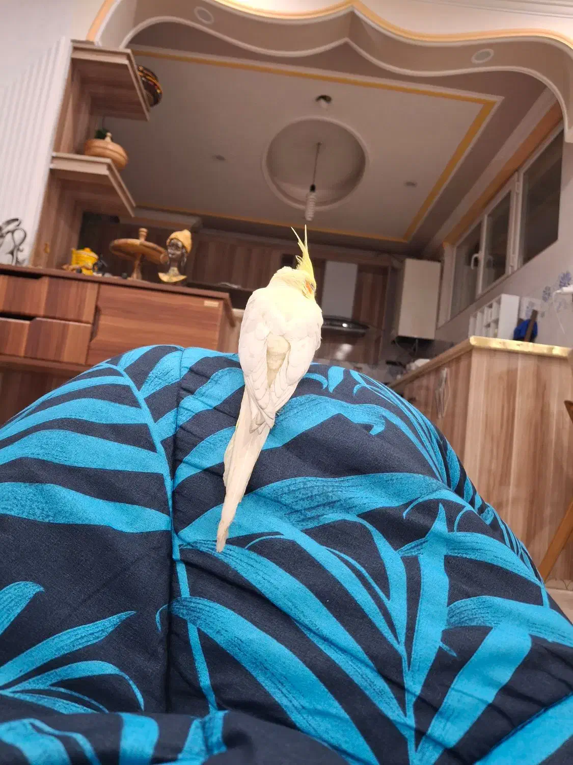 عروس هلندی نر سخنگو|پرنده|کرمانشاه, |دیوار