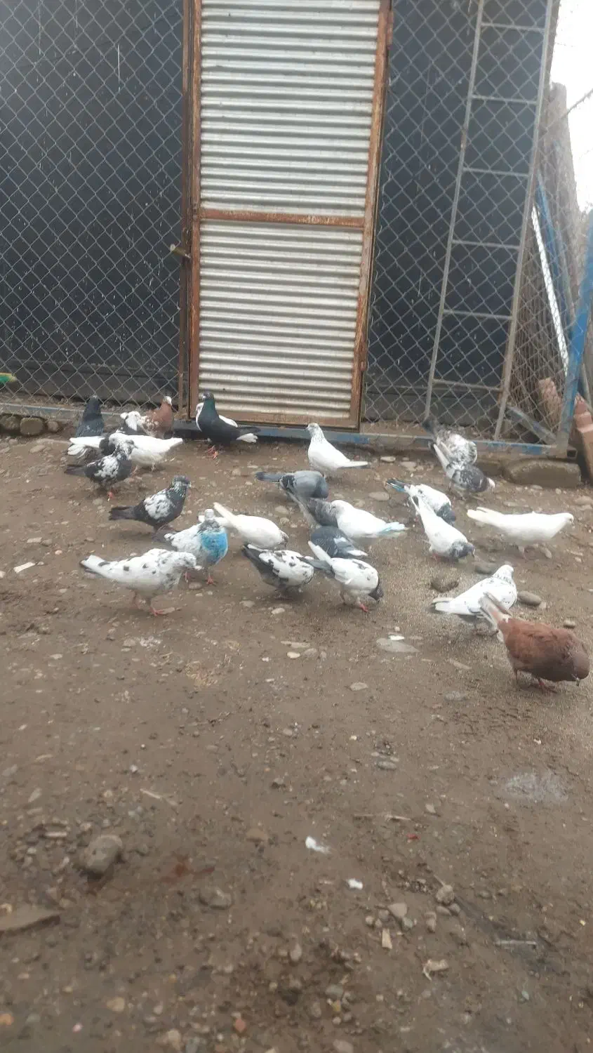 کبوتر پرازی|پرنده|رشت, جانبازان|دیوار