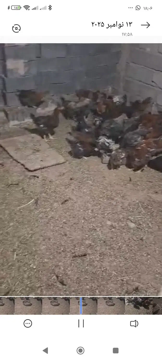 مرغ وخروس|حیوانات مزرعه|اقلید, |دیوار