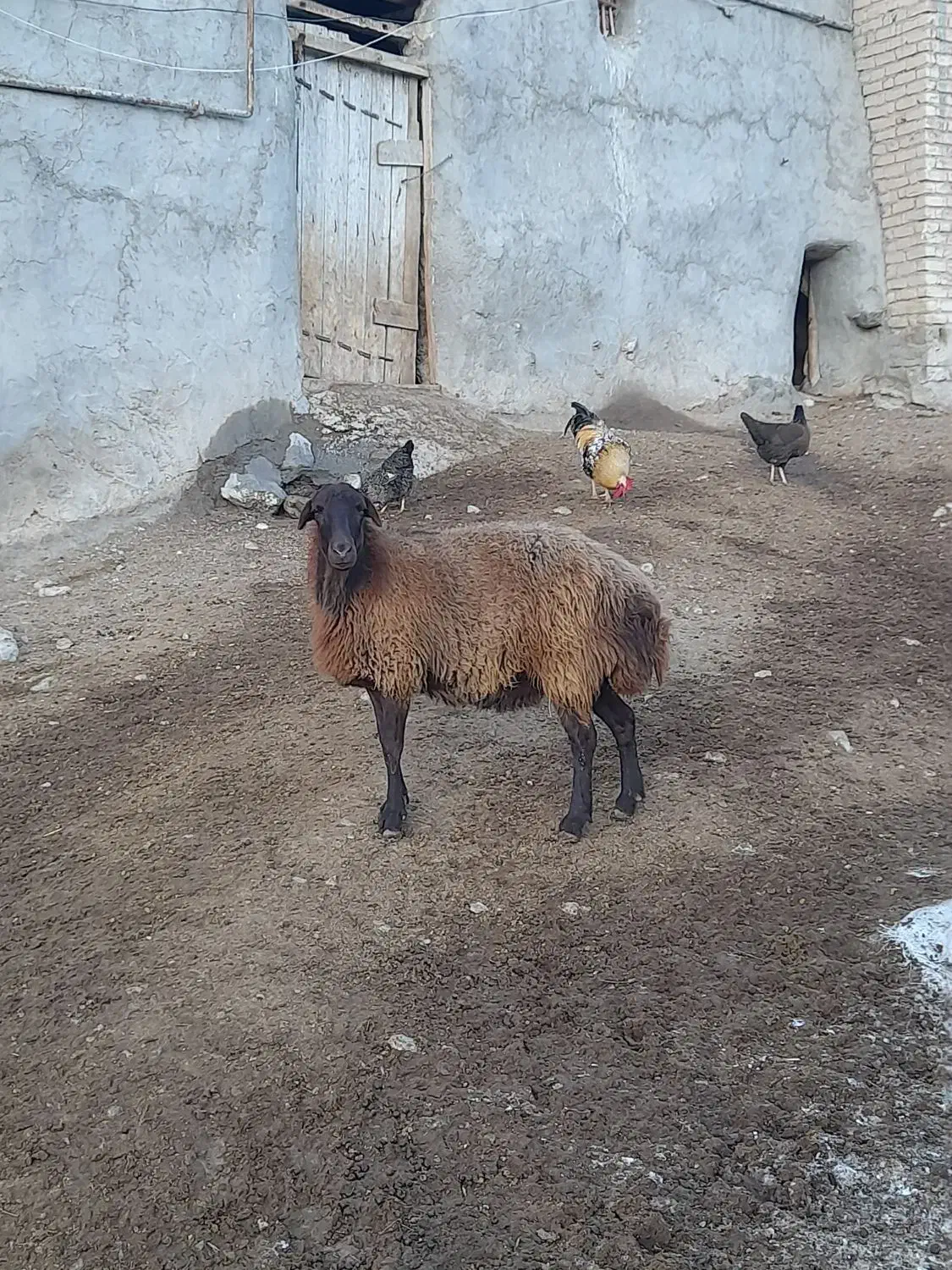 بره ماده و نر|حیوانات مزرعه|شیروان (خراسان), |دیوار