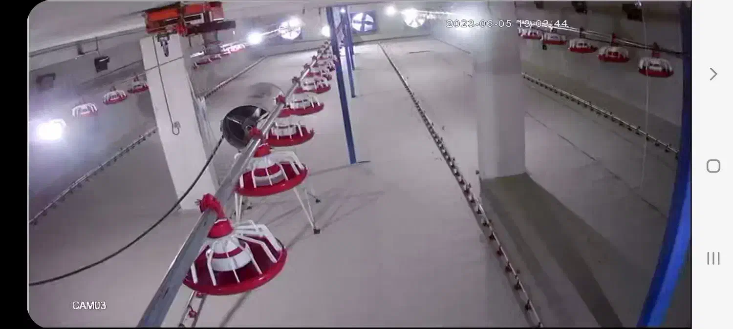 مرغداری ۲۰ هزار فروش|فروش دفتر صنعتی، کشاورزی، تجاری|سیلاخور, |دیوار