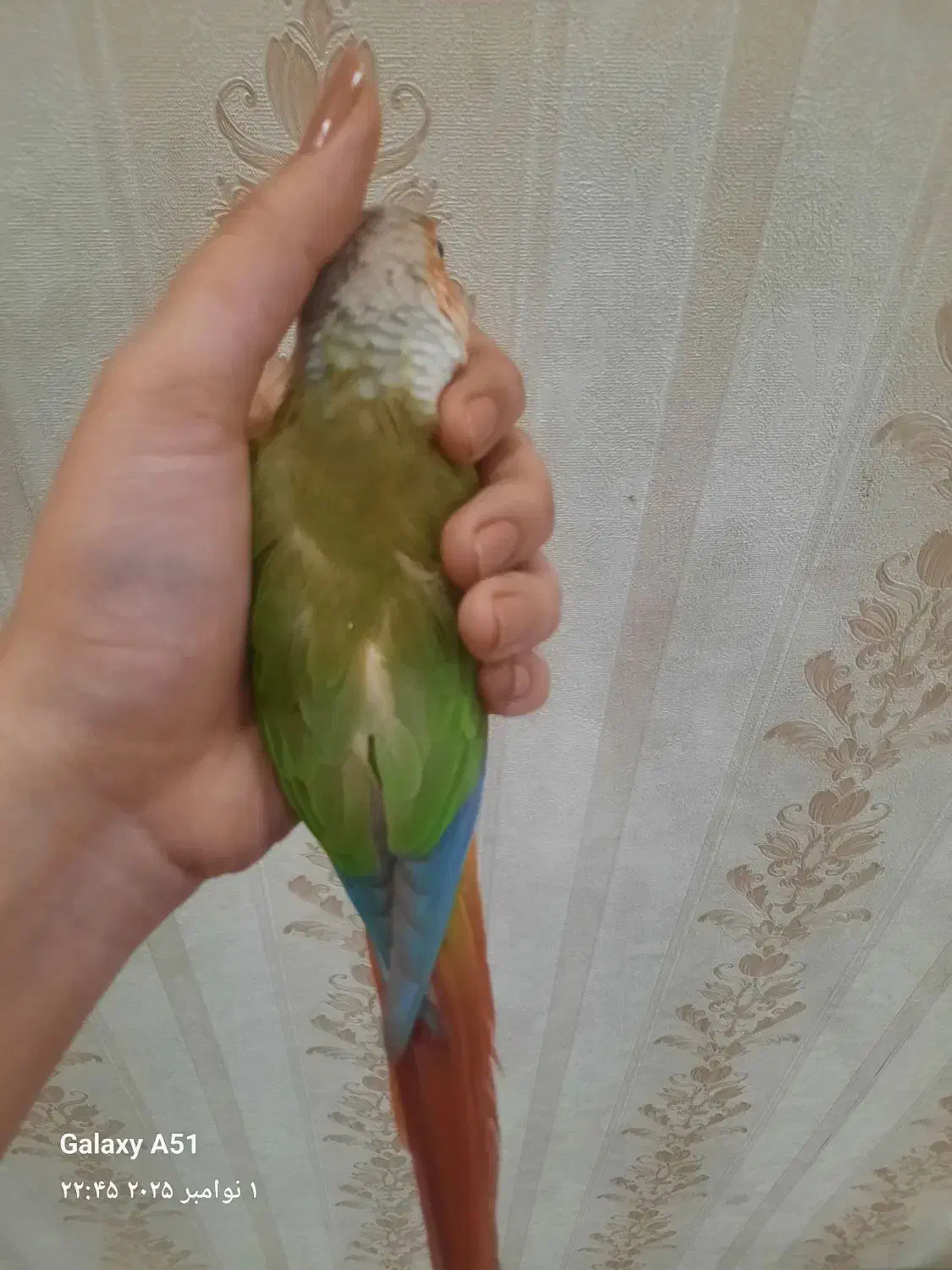 طوطی گرینچیک|پرنده|تربت‌حیدریه, شهید قرنی|دیوار