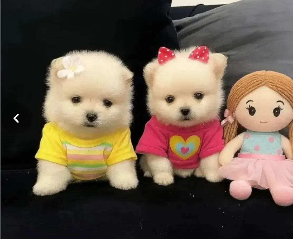 انوا.ع توله سگ سایز تیکاپ|سگ|شیراز, پانصد دستگاه ارتش|دیوار