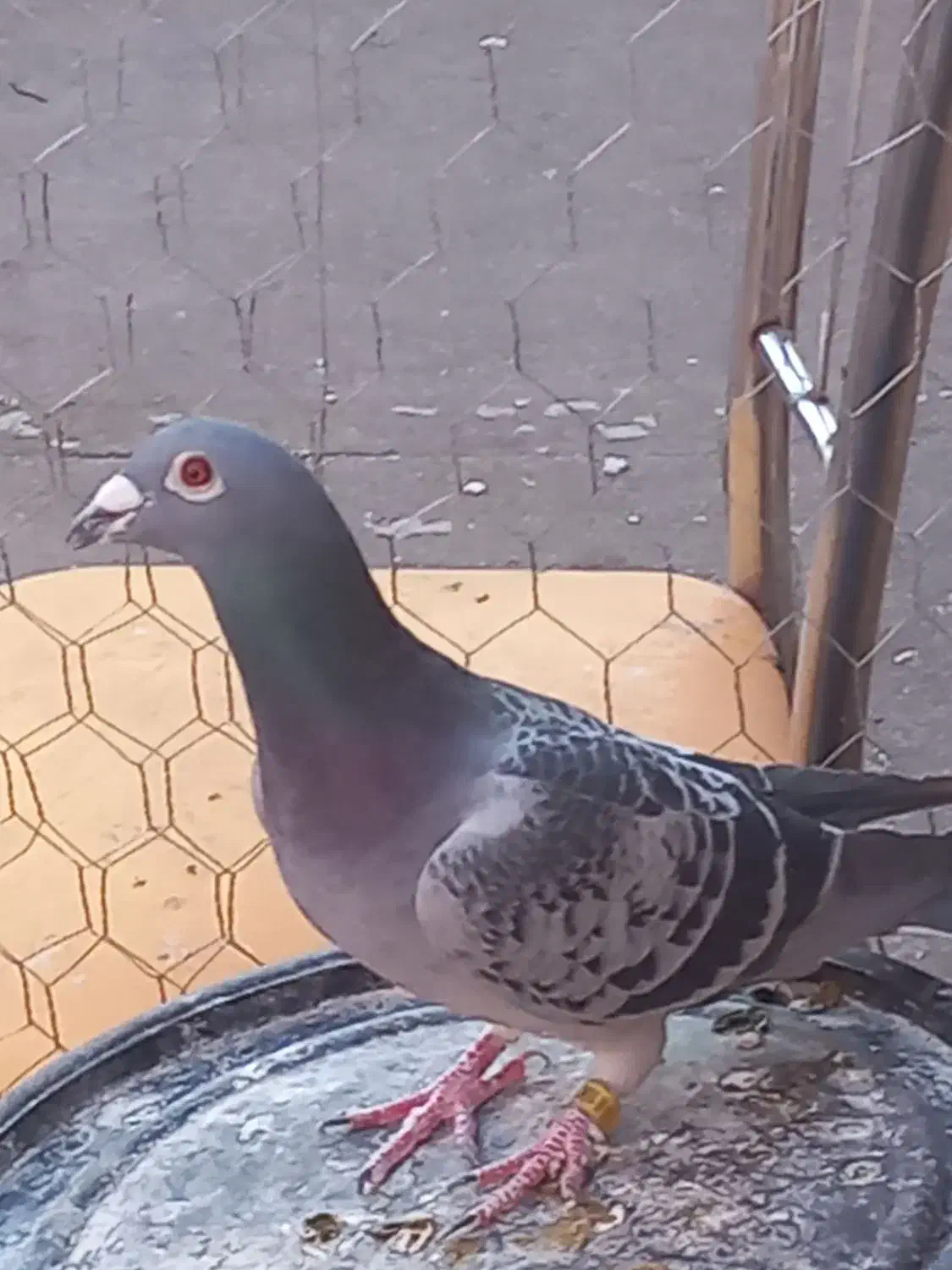 کبوتر|پرنده|خوی, |دیوار