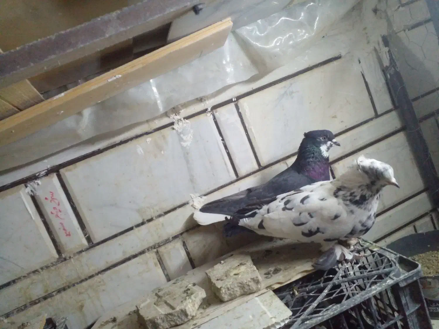 کبوتر نرو ماده|پرنده|ازنا, |دیوار