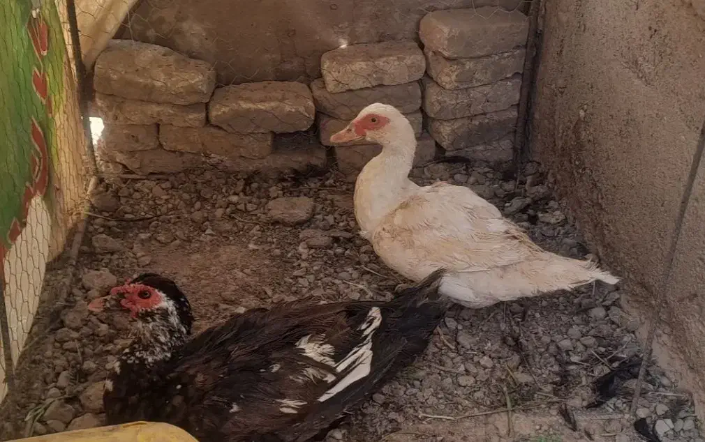 اردک خارجی|حیوانات مزرعه|گرمسار, |دیوار