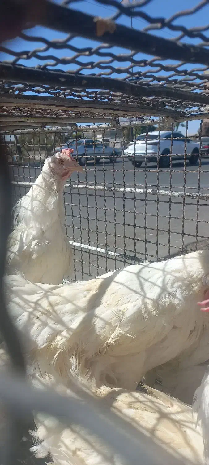 مرغ قربانی|حیوانات مزرعه|کرج, کمالشهر|دیوار